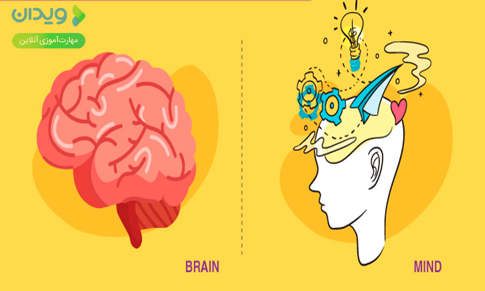 تعریف مغز و ذهن چیست و چه نقشی در رفتار ما دارند؟