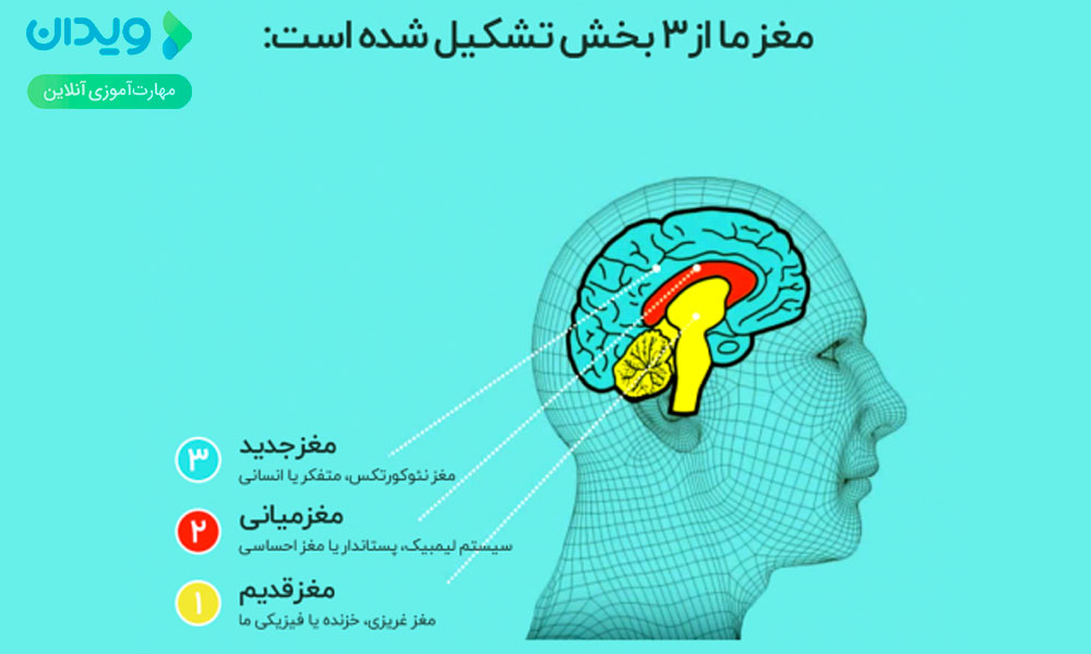 سه بخش اصلی مغز